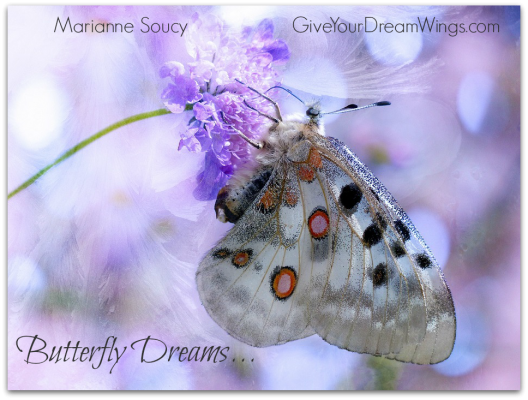 Butterfly Dreams - Give Your Dream Wings