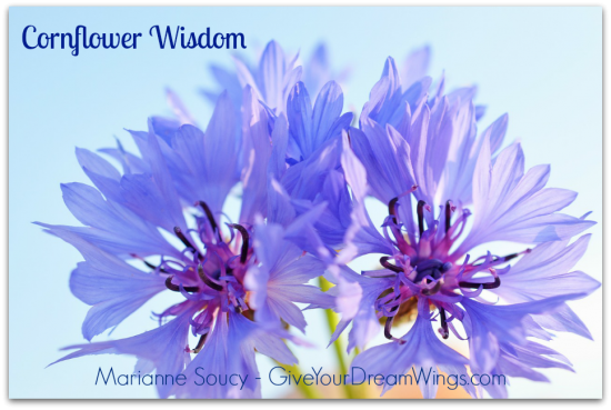 Cornflower Wisdom - Give Your Dream Wings - Marianne Soucy 940 shadow