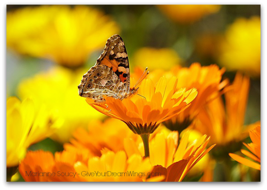 Give Your Dream Wings Marianne Soucy - Marigold - plant spirit medicine and wisdom