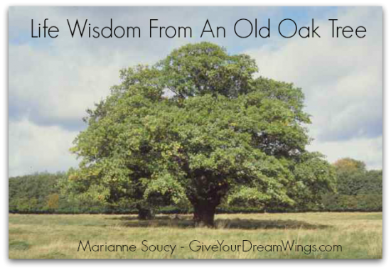 Old oak tree 2 - Give Your Dream Wings - Marianne Soucy shadow txt